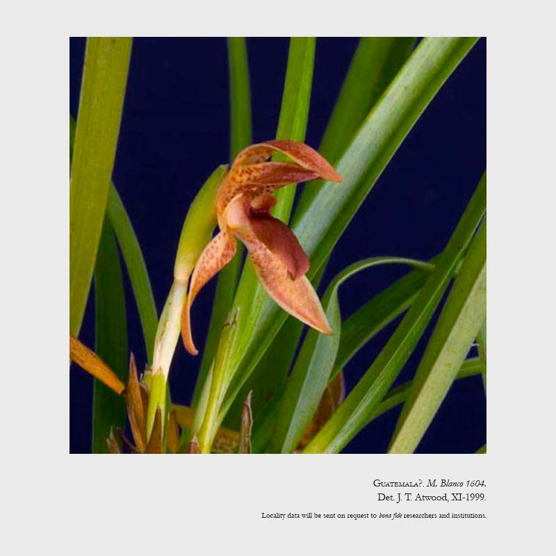 Camaridium meleagris